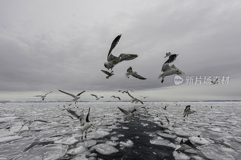 石板背鸥(Larus schistisagus)，是一种大型白头鸥。日本北海道，鄂霍次克海